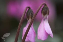 Cyclamen Cilicium -RootJoy Sales Shop pl2000020261 card4 lg