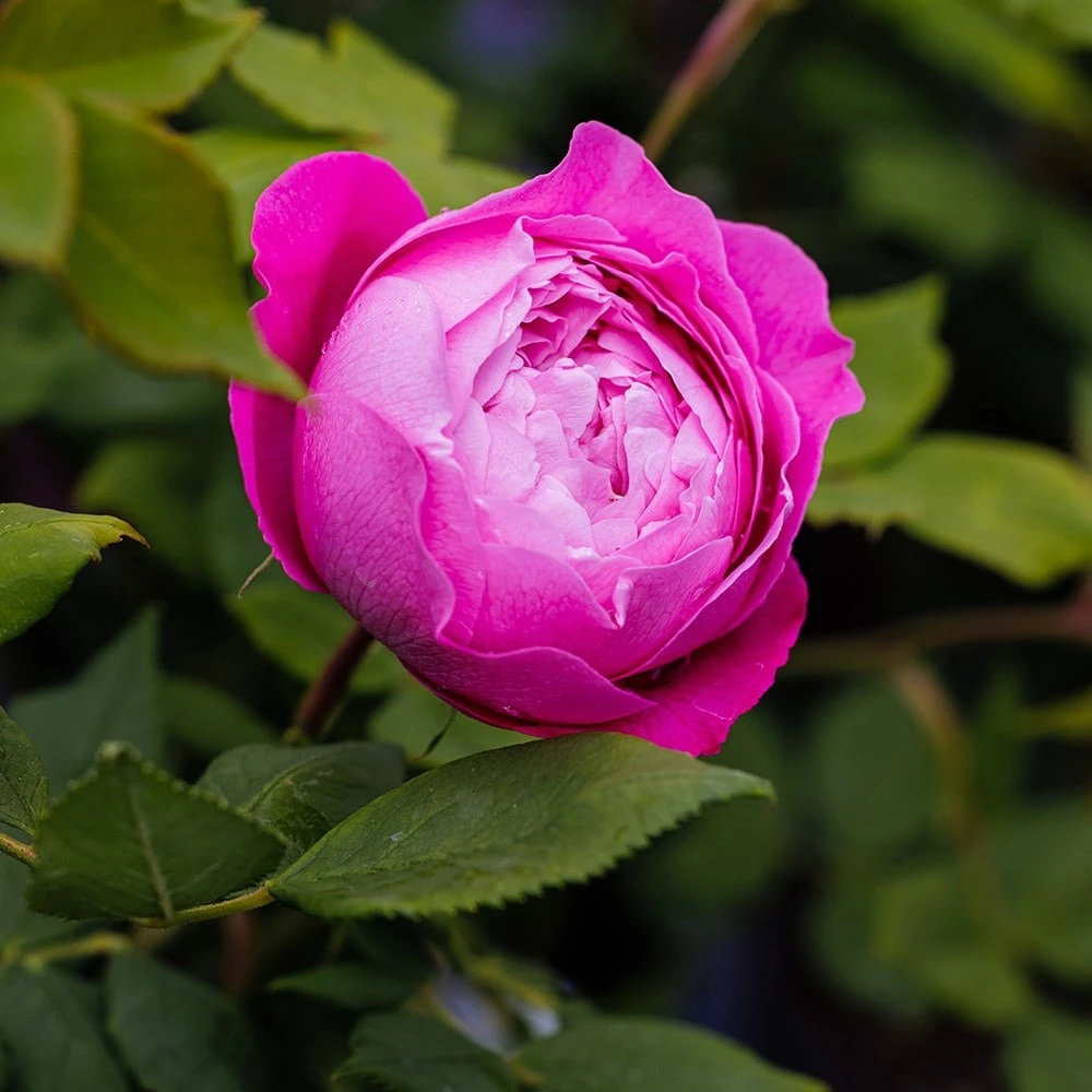 Rosa 'Reine Victoria' 2 Rosa 'Reine Victoria' - Image 2