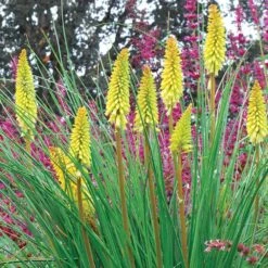 Kniphofia 'Pineapple Popsicle' (Popsicle Series) -RootJoy Sales Shop pl2000020410 card3 lg
