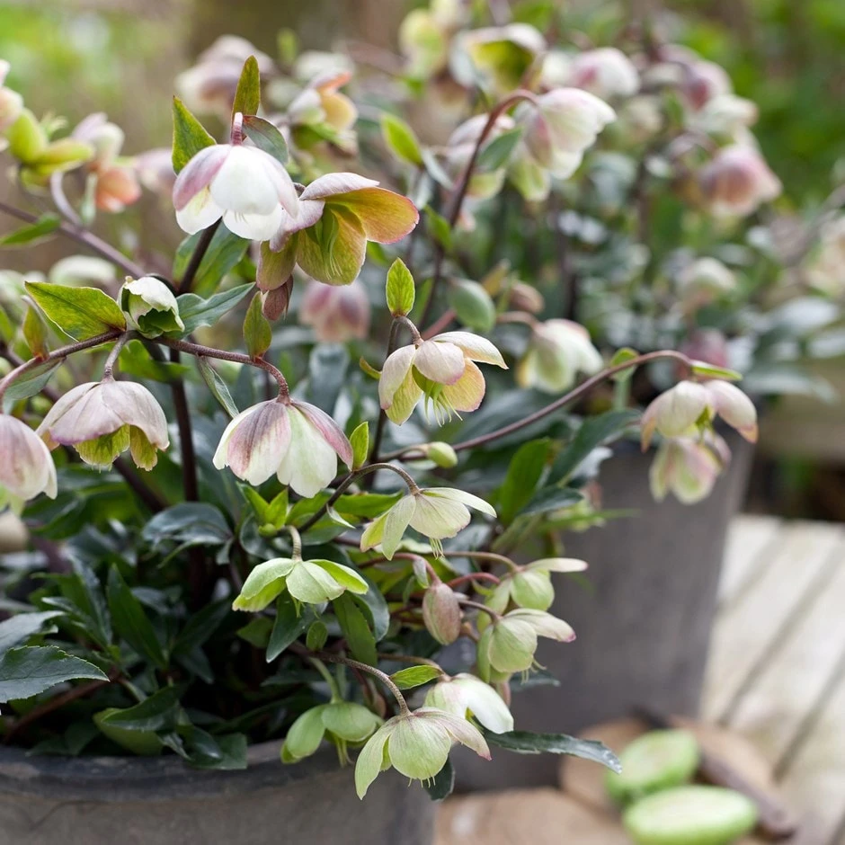 Helleborus × Sahinii 'Winterbells' (PBR) 1 Helleborus × Sahinii 'Winterbells' (PBR)