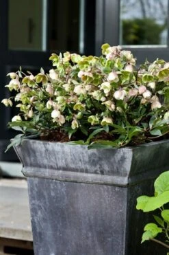 Helleborus × Sahinii 'Winterbells' (PBR) 6 Helleborus × Sahinii 'Winterbells' (PBR) -RootJoy Sales Shop pl2000020890 card3 lg