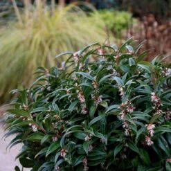 Sarcococca Hookeriana Winter Gem ('Pmoore03') (PBR) -RootJoy Sales Shop pl2000020895 card2 lg