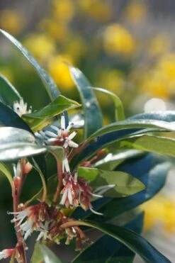 Sarcococca Hookeriana Winter Gem ('Pmoore03') (PBR) -RootJoy Sales Shop pl2000020895 card3 lg