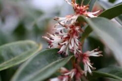 Sarcococca Hookeriana Winter Gem ('Pmoore03') (PBR) -RootJoy Sales Shop pl2000020895 card4 lg