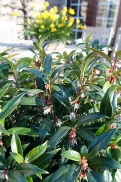 Sarcococca Hookeriana Winter Gem ('Pmoore03') (PBR) -RootJoy Sales Shop pl2000020895 card5 lg