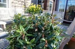 Sarcococca Hookeriana Winter Gem ('Pmoore03') (PBR) -RootJoy Sales Shop pl2000020895 card6 lg