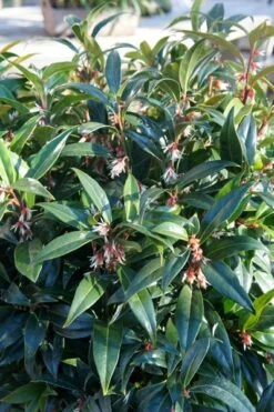 Sarcococca Hookeriana Winter Gem ('Pmoore03') (PBR) -RootJoy Sales Shop pl2000020895 card7 lg