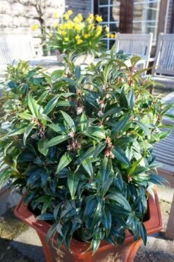 Sarcococca Hookeriana Winter Gem ('Pmoore03') (PBR) -RootJoy Sales Shop pl2000020895 card8 lg