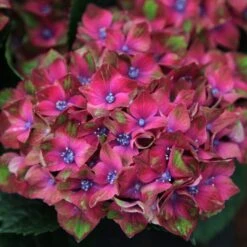 Hydrangea Macrophylla Glam Rock ('Horwack') (PBR)