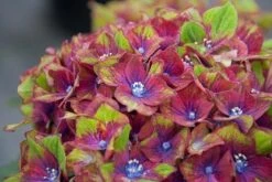Hydrangea Macrophylla Glam Rock ('Horwack') (PBR) -RootJoy Sales Shop pl2000020917 card3 lg