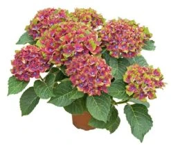 Hydrangea Macrophylla Glam Rock ('Horwack') (PBR) -RootJoy Sales Shop pl2000020917 card4 lg