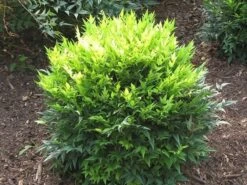 Nandina Domestica Magical Lemon And Lime ('Lemlim') (PBR) -RootJoy Sales Shop pl2000020961 card3 lg