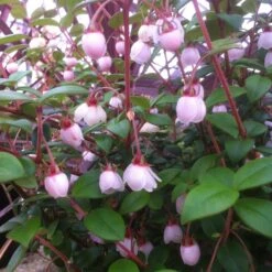 Ugni Molinae KaPow ('Yanpow')