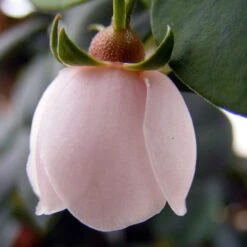 Ugni Molinae KaPow ('Yanpow') 8 Ugni Molinae KaPow ('Yanpow') -RootJoy Sales Shop pl2000020996 card4 lg