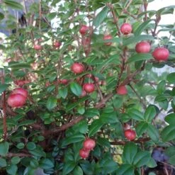 Ugni Molinae KaPow ('Yanpow') 9 Ugni Molinae KaPow ('Yanpow') -RootJoy Sales Shop pl2000020996 card5 lg