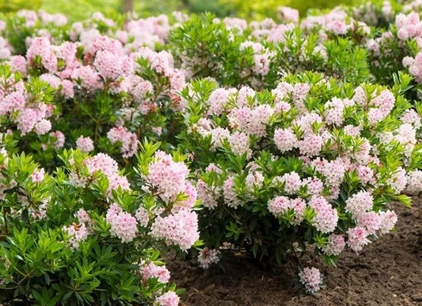 Rhododendron Bloombux ('Microhirs3') (PBR) 1 Rhododendron Bloombux ('Microhirs3') (PBR)