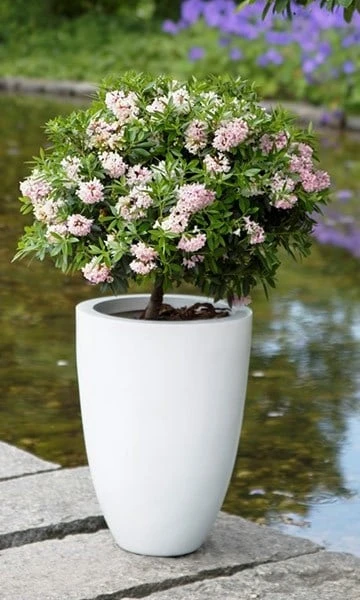 Rhododendron Bloombux ('Microhirs3') (PBR) 2 Rhododendron Bloombux ('Microhirs3') (PBR) - Image 2