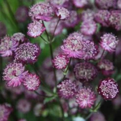 Astrantia 'Moulin Rouge' (PBR)