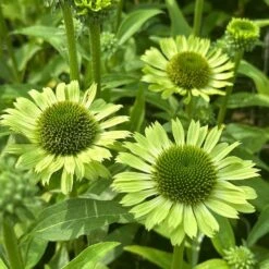 Echinacea 'Green Jewel' (PBR) -RootJoy Sales Shop pl2000021331 card3 lg