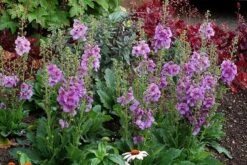Verbascum 'Sugar Plum' (PBR) 6 Verbascum 'Sugar Plum' (PBR) -RootJoy Sales Shop pl2000022082 card3 lg