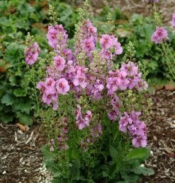 Verbascum 'Sugar Plum' (PBR) 7 Verbascum 'Sugar Plum' (PBR) -RootJoy Sales Shop pl2000022082 card4 lg