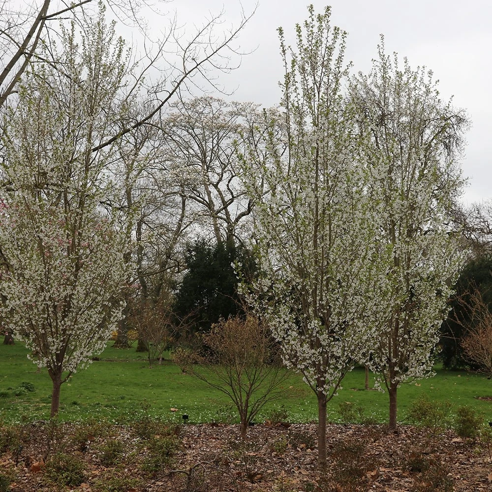 Prunus 'Snow Goose' 2 Prunus 'Snow Goose' - Image 2