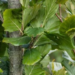 Fagus Sylvatica 'Dawyck Gold' 5 Fagus Sylvatica 'Dawyck Gold' -RootJoy Sales Shop pl2000022354 card3 lg