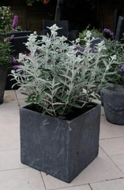 Buddleja 'Morning Mist' (PBR) -RootJoy Sales Shop pl2000022465 card3 lg