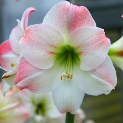 Hippeastrum (Galaxy Group) 'Apple Blossom'