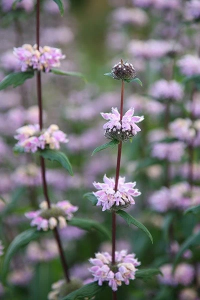 Phlomis Tuberosa 'Amazone' 2 Phlomis Tuberosa 'Amazone' - Image 2