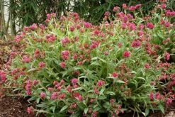 Pulmonaria 'Raspberry Splash' (PBR) -RootJoy Sales Shop pl2000023466 card2 lg