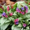 Pulmonaria 'Silver Bouquet' (PBR)