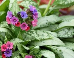 Pulmonaria 'Silver Bouquet' (PBR) -RootJoy Sales Shop pl2000023468 card3 lg