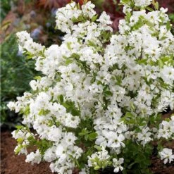 Exochorda × Macrantha 'Niagara' (PBR)