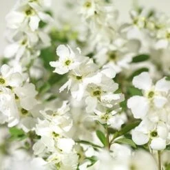 Exochorda × Macrantha 'Niagara' (PBR) -RootJoy Sales Shop pl2000023499 card3 lg