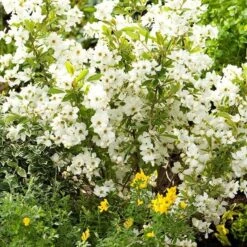 Exochorda × Macrantha 'Niagara' (PBR) -RootJoy Sales Shop pl2000023499 card4 lg