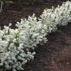 Exochorda × Macrantha 'Niagara' (PBR) -RootJoy Sales Shop pl2000023499 card6 lg