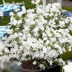 Exochorda × Macrantha 'Niagara' (PBR) -RootJoy Sales Shop pl2000023499 card8 lg