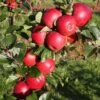 Apple 'Red Windsor'