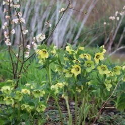Helleborus × Hybridus Harvington Yellow With Dark Eye 5 Helleborus × Hybridus Harvington Yellow With Dark Eye -RootJoy Sales Shop pl2000023660 card3 lg