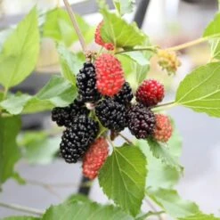 Dwarf Mulberry Mojo Berry ('Matsunaga') (PBR)