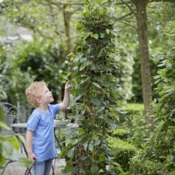 Dwarf Mulberry Mojo Berry ('Matsunaga') (PBR) -RootJoy Sales Shop pl2000023873 card3 lg