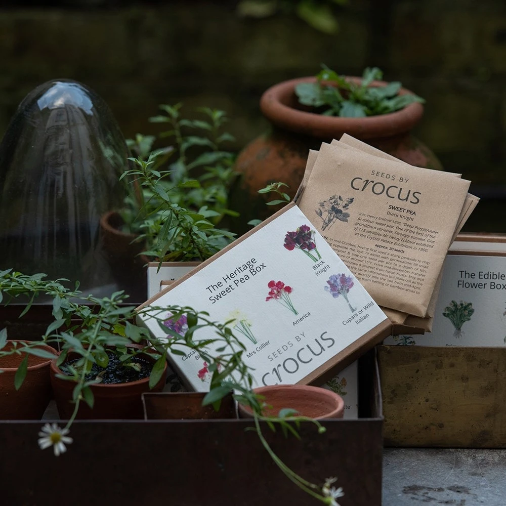 Heritage Sweet Pea Seed Gift Box 2 Heritage Sweet Pea Seed Gift Box - Image 2