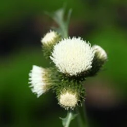 Cirsium Rivulare Frosted Magic ('Lowcir') (PBR)