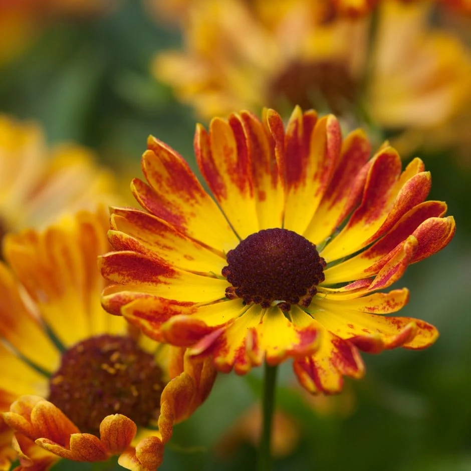 Helenium Autumnale 'Fuego' (PBR) (Mariachi Series) 1 Helenium Autumnale 'Fuego' (PBR) (Mariachi Series)