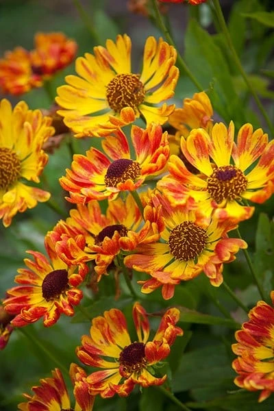 Helenium Autumnale 'Fuego' (PBR) (Mariachi Series) 2 Helenium Autumnale 'Fuego' (PBR) (Mariachi Series) - Image 2