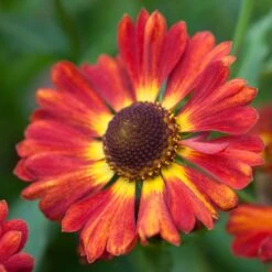 Helenium Autumnale 'Salsa' (PBR) (Mariachi Series)