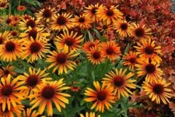 Echinacea 'Flame Thrower' (PBR) 9 Echinacea 'Flame Thrower' (PBR) -RootJoy Sales Shop pl2000024662 card3 lg