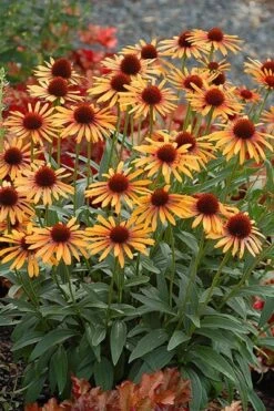 Echinacea 'Flame Thrower' (PBR) 10 Echinacea 'Flame Thrower' (PBR) -RootJoy Sales Shop pl2000024662 card4 lg