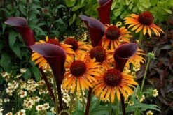 Echinacea 'Flame Thrower' (PBR) 11 Echinacea 'Flame Thrower' (PBR) -RootJoy Sales Shop pl2000024662 card5 lg
